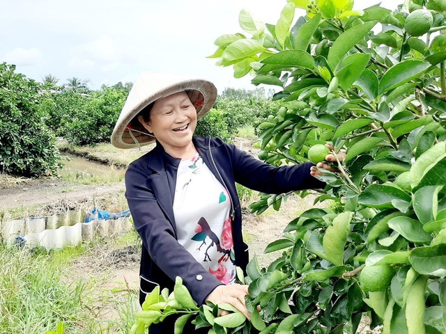 Người phụ nữ đầu ti&ecirc;n trồng, b&aacute;n chanh kh&ocirc;ng hạt tại Việt Nam - Ảnh 1.