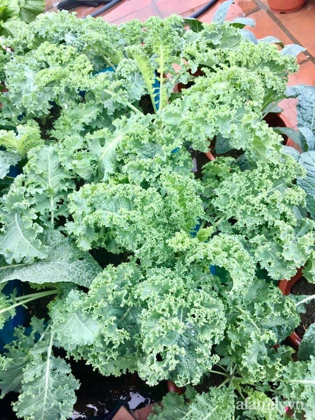 Cách trồng cải xoăn Kale tốt tươi ngập tràn sân thượng của nữ bác sĩ ở Quảng Ninh - Ảnh 12.
