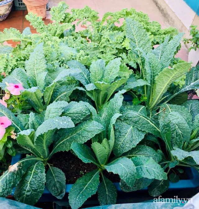 Cách trồng cải xoăn Kale tốt tươi ngập tràn sân thượng của nữ bác sĩ ở Quảng Ninh - Ảnh 14.