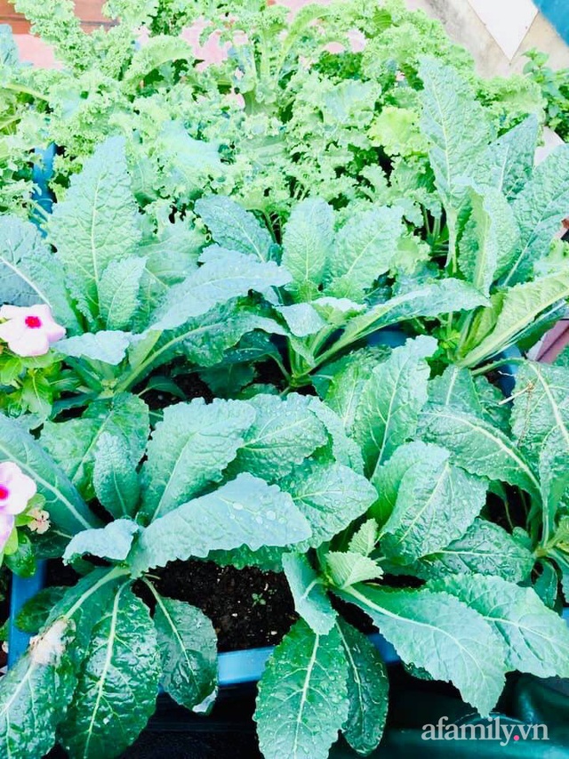 Cách trồng cải xoăn Kale tốt tươi ngập tràn sân thượng của nữ bác sĩ ở Quảng Ninh - Ảnh 16.