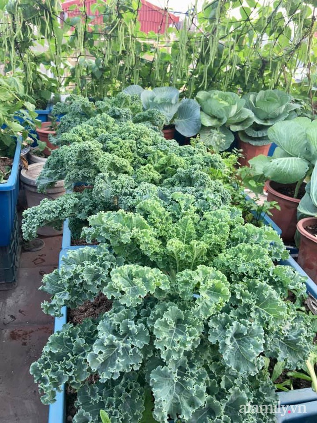 Cách trồng cải xoăn Kale tốt tươi ngập tràn sân thượng của nữ bác sĩ ở Quảng Ninh - Ảnh 17.
