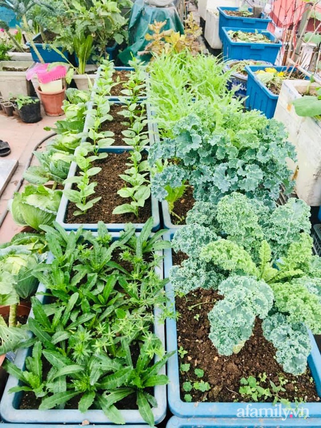 Cách trồng cải xoăn Kale tốt tươi ngập tràn sân thượng của nữ bác sĩ ở Quảng Ninh - Ảnh 18.