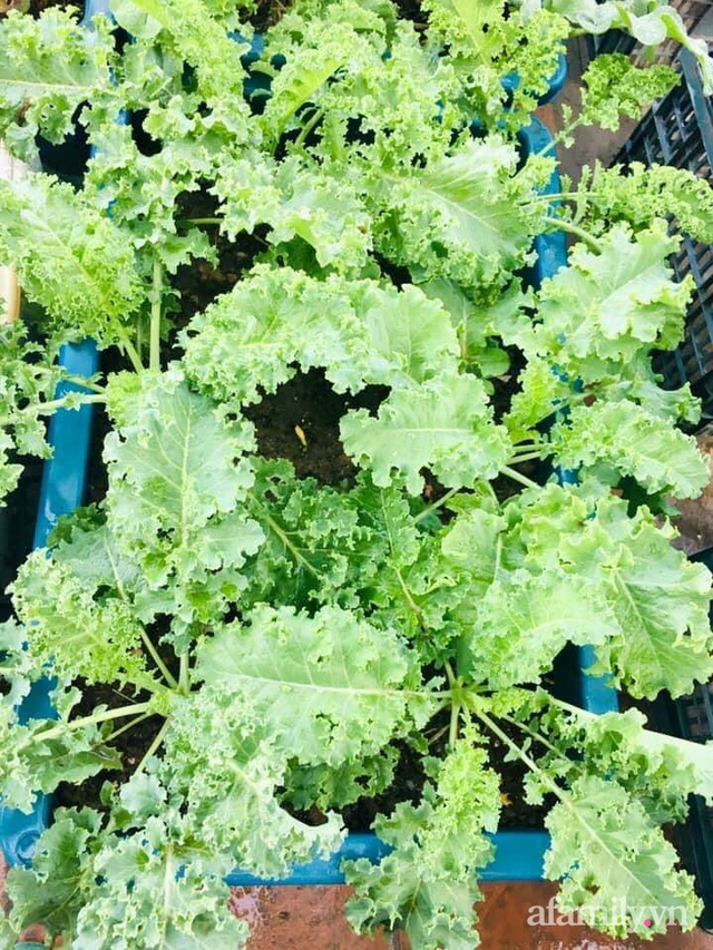 Cách trồng cải xoăn Kale tốt tươi ngập tràn sân thượng của nữ bác sĩ ở Quảng Ninh - Ảnh 20.
