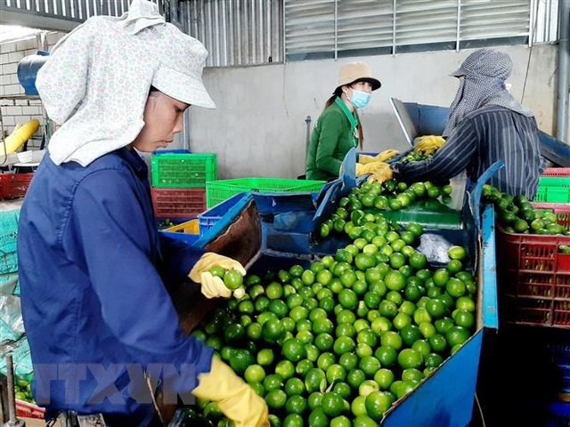 Người phụ nữ đầu ti&ecirc;n trồng, b&aacute;n chanh kh&ocirc;ng hạt tại Việt Nam - Ảnh 3.