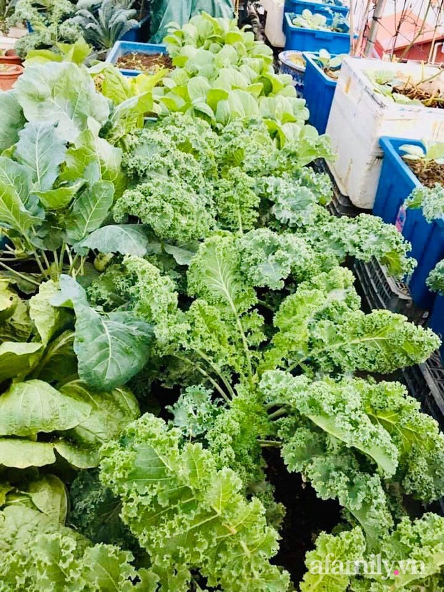 Cách trồng cải xoăn Kale tốt tươi ngập tràn sân thượng của nữ bác sĩ ở Quảng Ninh - Ảnh 21.