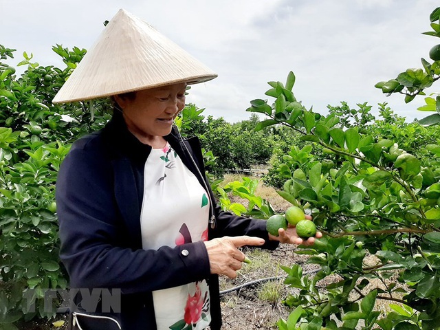 Người phụ nữ đầu ti&ecirc;n trồng, b&aacute;n chanh kh&ocirc;ng hạt tại Việt Nam - Ảnh 5.