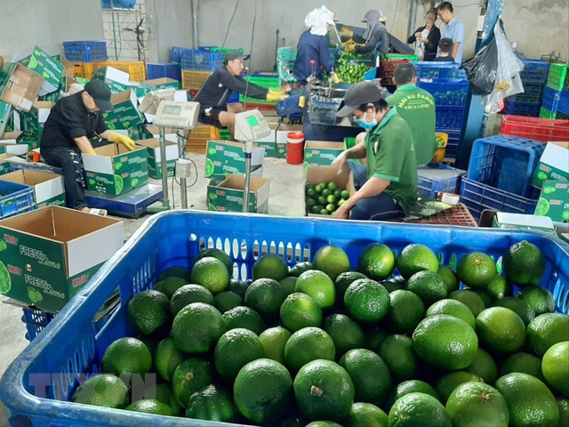 Người phụ nữ đầu ti&ecirc;n trồng, b&aacute;n chanh kh&ocirc;ng hạt tại Việt Nam - Ảnh 6.