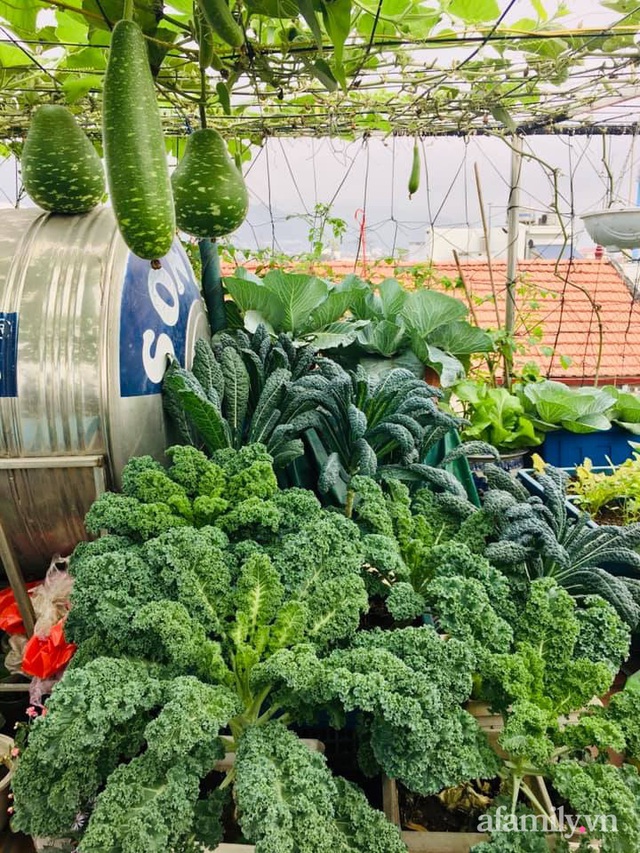 Cách trồng cải xoăn Kale tốt tươi ngập tràn sân thượng của nữ bác sĩ ở Quảng Ninh - Ảnh 7.