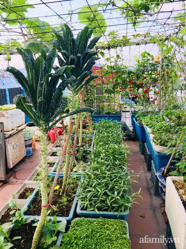 Cách trồng cải xoăn Kale tốt tươi ngập tràn sân thượng của nữ bác sĩ ở Quảng Ninh - Ảnh 8.