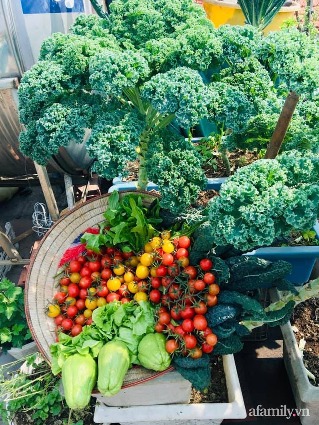 Cách trồng cải xoăn Kale tốt tươi ngập tràn sân thượng của nữ bác sĩ ở Quảng Ninh - Ảnh 9.