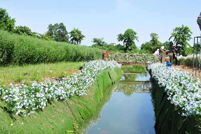 Chị em tíu tít chụp ảnh tại vườn cúc họa mi nở sớm nhất của làng hoa Nhật Tân - Ảnh 6.