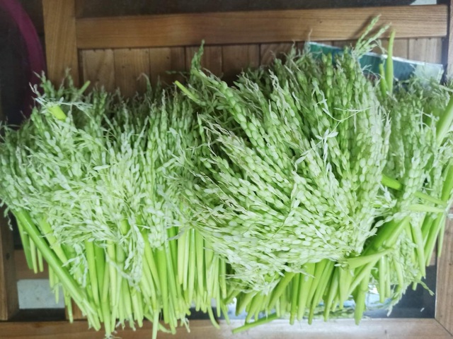 Đ&ograve;ng đ&ograve;ng l&uacute;a nếp đắt gi&aacute;, h&agrave;ng lạ h&uacute;t qu&yacute; &ocirc;ng l&agrave;m qu&agrave; hưởng Tết - Ảnh 2.