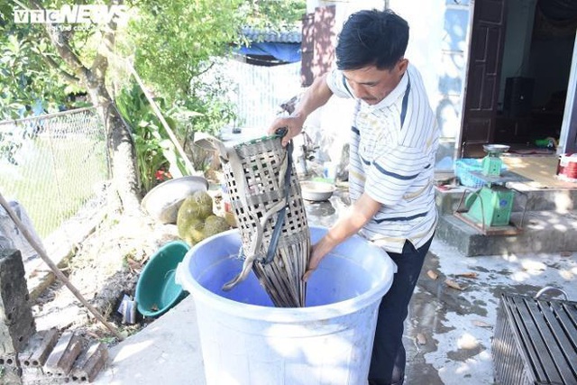 Làng bắt chuột đồng ở Hải Dương ngày chính vụ làm đến đâu hết đến đấy - Ảnh 5.