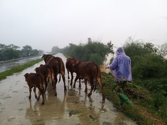 Nghệ An: Nhiều xóm đang bị cô lập, người dân thiếu nước sạch, lương thực - Ảnh 4.