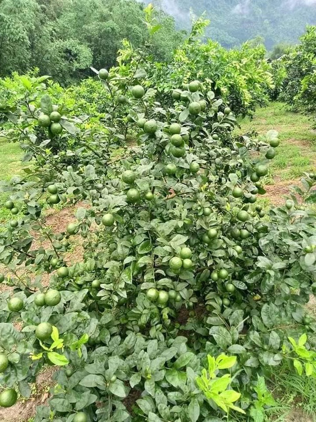 Chanh ta vào mùa, giá rẻ giật mình chỉ 10 ngàn/kg bán đầy các chợ - Ảnh 4.