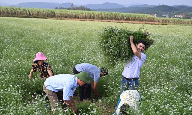 Chàng trai 23 tuổi kiếm tiền tỷ từ lá cây - Ảnh 3.