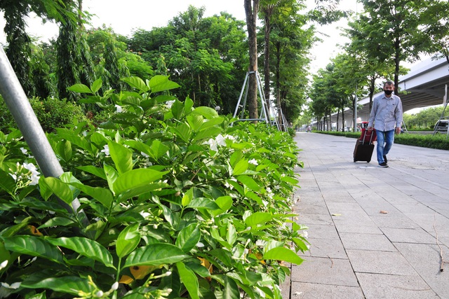 Hà Nội: Ngắm vỉa hè đẹp mắt phủ kín cây xanh trên đường Phạm Văn Đồng - Ảnh 3.