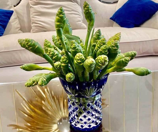 Hoa m&agrave;u xanh tr&ecirc;n n&uacute;i cao cắm đẹp, ăn ngon: Gom tiền triệu mỗi ng&agrave;y - Ảnh 3.