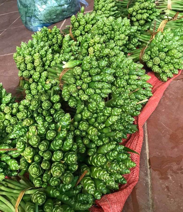 Hoa m&agrave;u xanh tr&ecirc;n n&uacute;i cao cắm đẹp, ăn ngon: Gom tiền triệu mỗi ng&agrave;y - Ảnh 5.