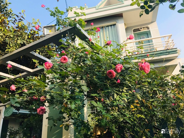 Vườn hoa hồng trước ngõ khoe sắc hương rực rỡ đẹp như một bài thơ ở Hạ Long - Ảnh 1.