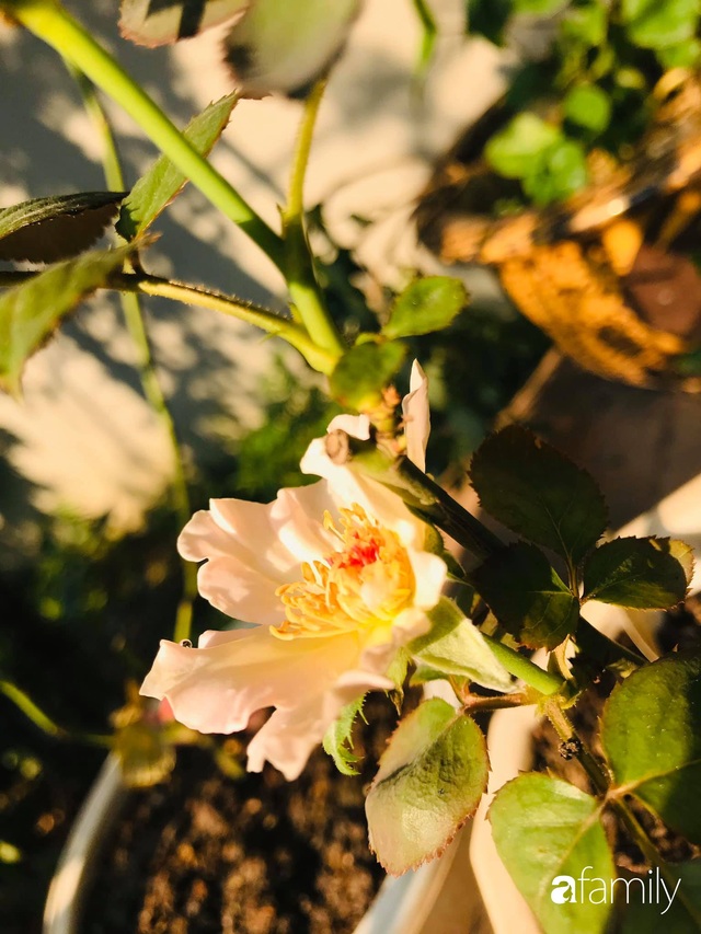 Vườn hoa hồng trước ngõ khoe sắc hương rực rỡ đẹp như một bài thơ ở Hạ Long - Ảnh 14.