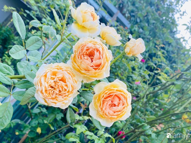 Vườn hoa hồng trước ngõ khoe sắc hương rực rỡ đẹp như một bài thơ ở Hạ Long - Ảnh 15.