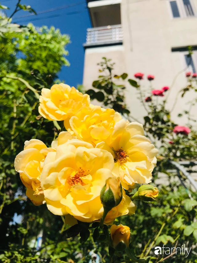 Vườn hoa hồng trước ngõ khoe sắc hương rực rỡ đẹp như một bài thơ ở Hạ Long - Ảnh 19.