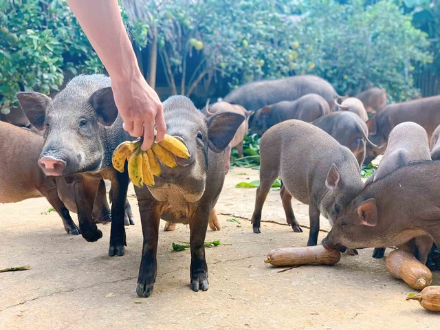 Đàn lợn rừng ăn dược liệu: Anh cán bộ xã thu tiền tỷ mỗi năm - Ảnh 3.