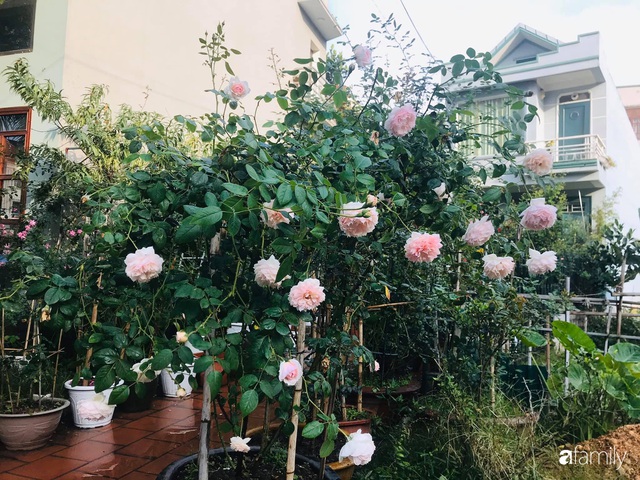 Vườn hoa hồng trước ngõ khoe sắc hương rực rỡ đẹp như một bài thơ ở Hạ Long - Ảnh 3.