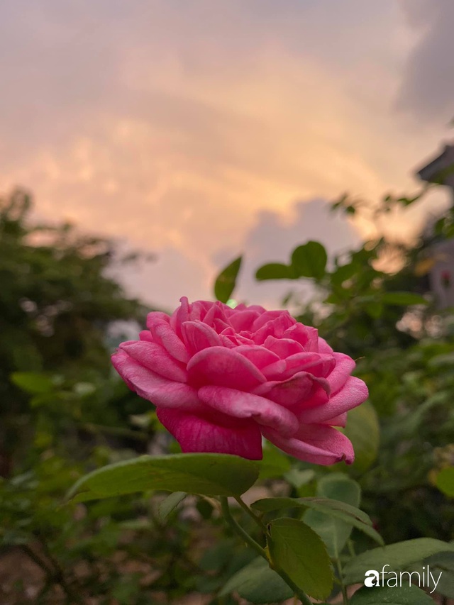 Vườn hoa hồng trước ngõ khoe sắc hương rực rỡ đẹp như một bài thơ ở Hạ Long - Ảnh 21.