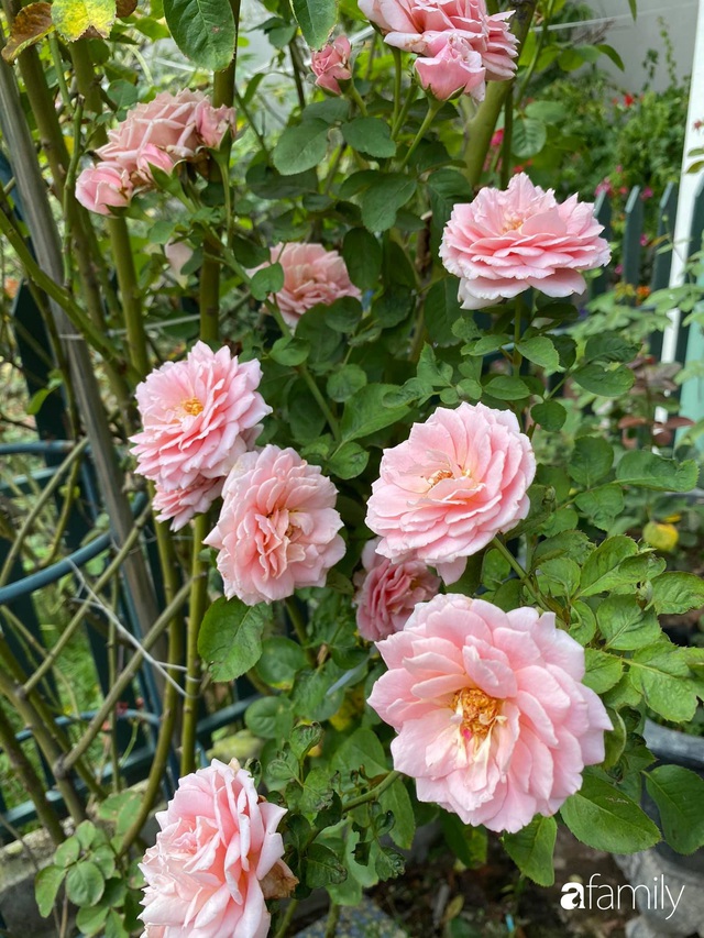 Vườn hoa hồng trước ngõ khoe sắc hương rực rỡ đẹp như một bài thơ ở Hạ Long - Ảnh 23.