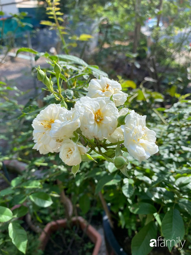 Vườn hoa hồng trước ngõ khoe sắc hương rực rỡ đẹp như một bài thơ ở Hạ Long - Ảnh 24.