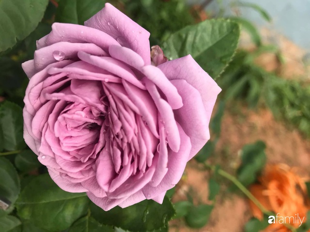 Vườn hoa hồng trước ngõ khoe sắc hương rực rỡ đẹp như một bài thơ ở Hạ Long - Ảnh 26.