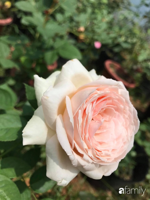 Vườn hoa hồng trước ngõ khoe sắc hương rực rỡ đẹp như một bài thơ ở Hạ Long - Ảnh 27.