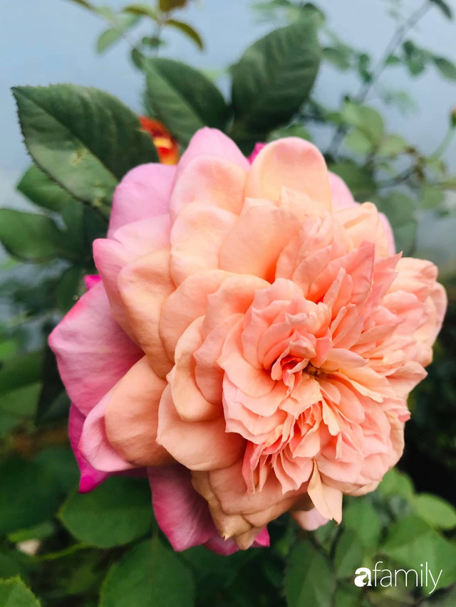 Vườn hoa hồng trước ngõ khoe sắc hương rực rỡ đẹp như một bài thơ ở Hạ Long - Ảnh 30.