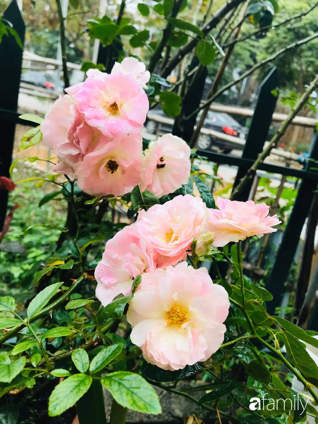 Vườn hoa hồng trước ngõ khoe sắc hương rực rỡ đẹp như một bài thơ ở Hạ Long - Ảnh 6.