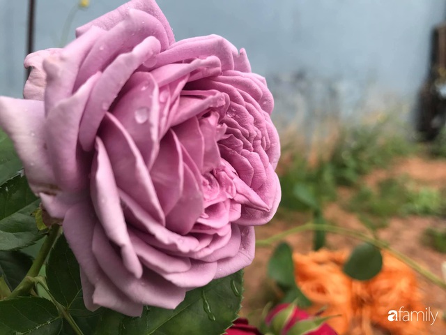 Vườn hoa hồng trước ngõ khoe sắc hương rực rỡ đẹp như một bài thơ ở Hạ Long - Ảnh 8.
