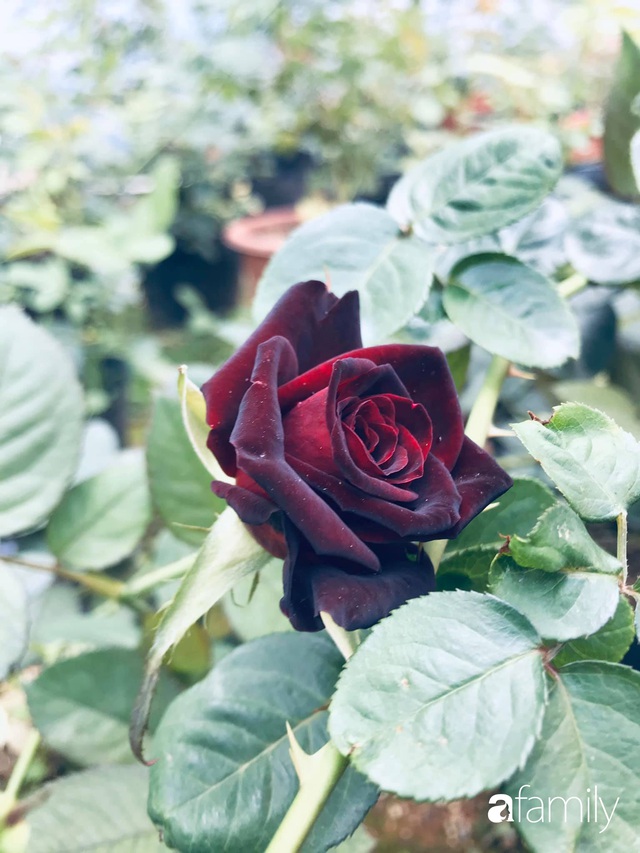 Vườn hoa hồng trước ngõ khoe sắc hương rực rỡ đẹp như một bài thơ ở Hạ Long - Ảnh 9.