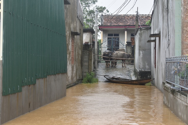 Người dân huyện Quảng Ninh (Quảng Bình) căng mình chống lũ - Ảnh 9.