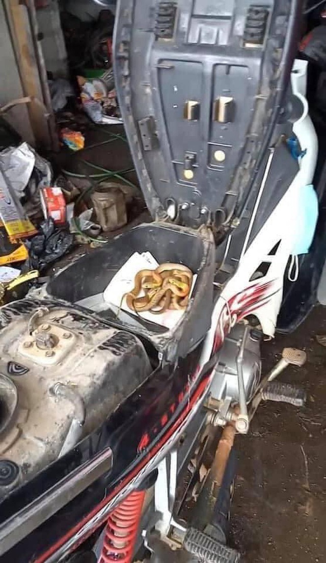 Rùng mình thấy nguyên đàn rắn cuộn tròn trong cốp khi đi sửa xe máy sau đợt mưa lũ ở Quảng Trị - Ảnh 3.