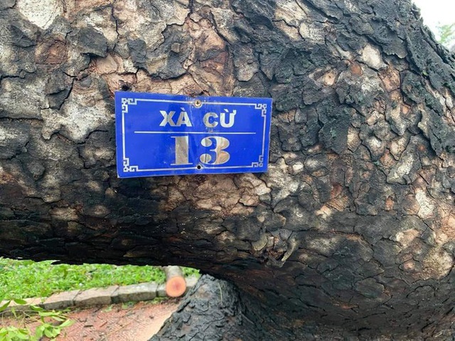 Tiếc nuối cây xà cừ số 13 cổ nhất tại Huế bị cơn bão số 13 đổ bật cả gốc  - Ảnh 3.