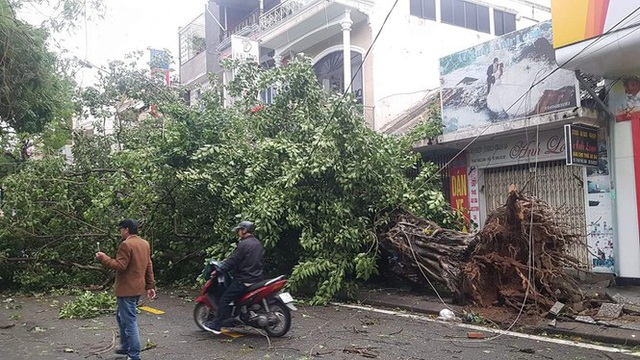 Tiếc nuối cây xà cừ số 13 cổ nhất tại Huế bị cơn bão số 13 đổ bật cả gốc  - Ảnh 13.