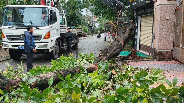 Tiếc nuối cây xà cừ số 13 cổ nhất tại Huế bị cơn bão số 13 đổ bật cả gốc  - Ảnh 14.