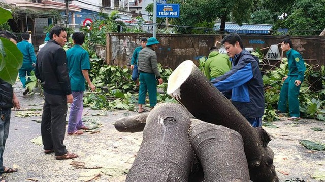 Tiếc nuối cây xà cừ số 13 cổ nhất tại Huế bị cơn bão số 13 đổ bật cả gốc  - Ảnh 16.