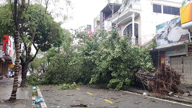 Tiếc nuối cây xà cừ số 13 cổ nhất tại Huế bị cơn bão số 13 đổ bật cả gốc  - Ảnh 17.