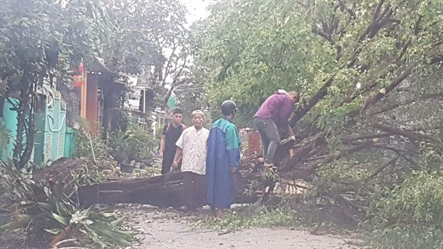 Tiếc nuối cây xà cừ số 13 cổ nhất tại Huế bị cơn bão số 13 đổ bật cả gốc  - Ảnh 18.