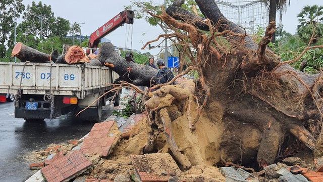 Tiếc nuối cây xà cừ số 13 cổ nhất tại Huế bị cơn bão số 13 đổ bật cả gốc  - Ảnh 5.