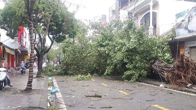 Tiếc nuối cây xà cừ số 13 cổ nhất tại Huế bị cơn bão số 13 đổ bật cả gốc  - Ảnh 9.