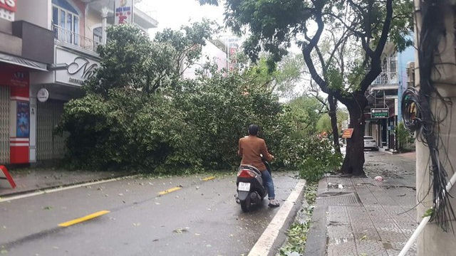 Tiếc nuối cây xà cừ số 13 cổ nhất tại Huế bị cơn bão số 13 đổ bật cả gốc  - Ảnh 11.
