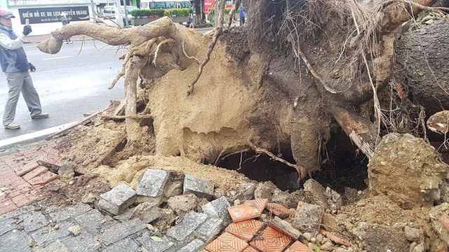 Tiếc nuối cây xà cừ số 13 cổ nhất tại Huế bị cơn bão số 13 đổ bật cả gốc  - Ảnh 12.